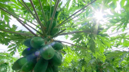 Papaya