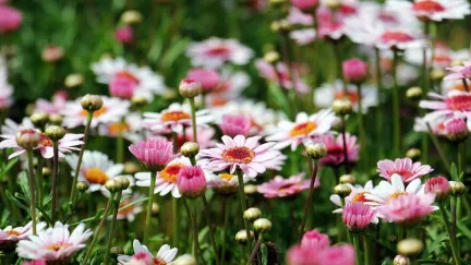 Bloemen