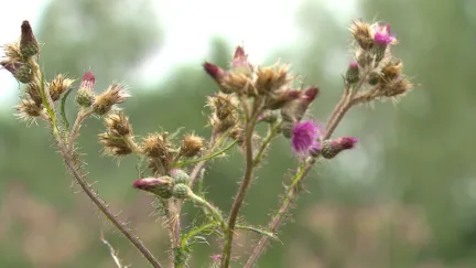 Natuurgebied Klarenbeek bij Amsterdam