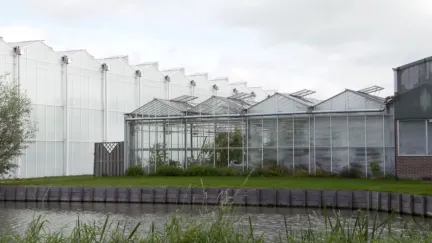 Moestuinen in een kas