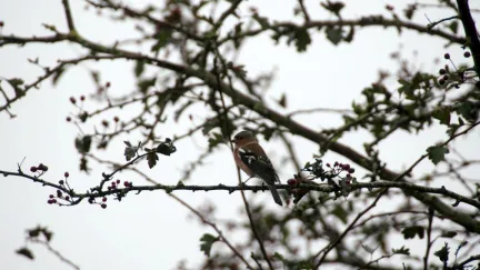 Vogeltrek in Wassenaar