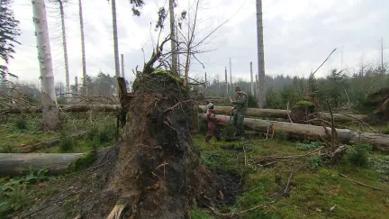 Kerstbomen in Drents-Friese Wold