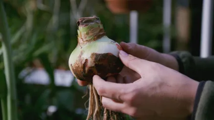 Binnentuinen Hortus Leiden