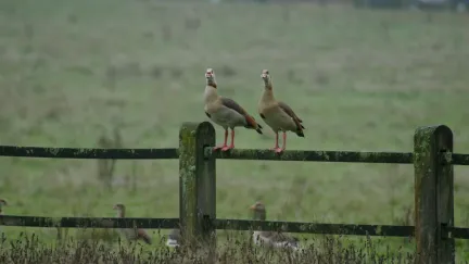 Wintersafari park Sonsbeek