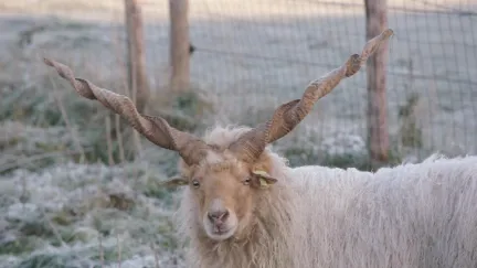 Racka en Jacobds schapen in Heesch
