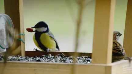 Vogelvriendelijke tuin
