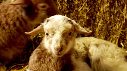 Lammertijd in de schaapskooi Laren
