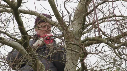 Japanse snoeikunst in de Hortus Overzee