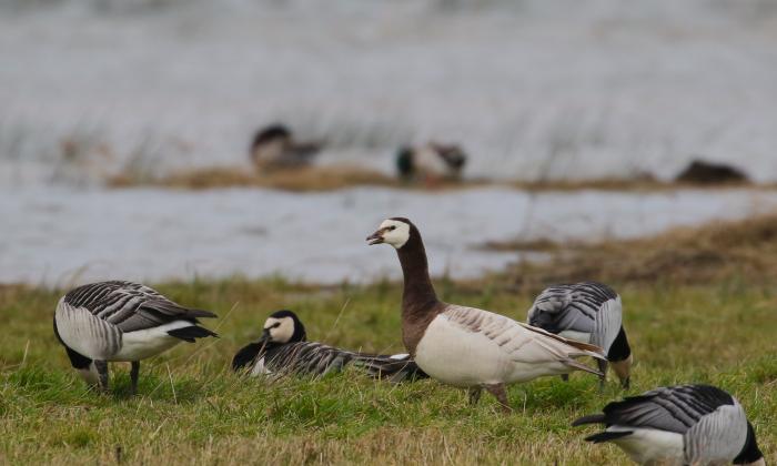 BinnensteBuiten Winterse Vogelsafari Met Arjan Dwarshuis KRO NCRV BinnensteBuiten Winterse Vogelsafari Met Arjan Dwarshuis KRO NCRV