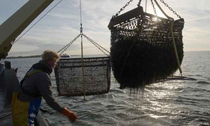 Onze boerderij: de oogst 3