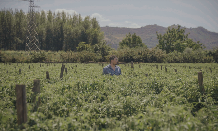 san marzano kvw ersin