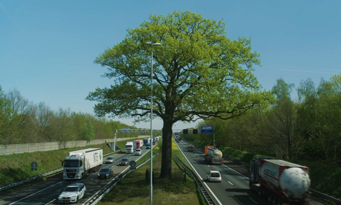 Deze boom midden op de snelweg heeft een bijzonder verhaal
