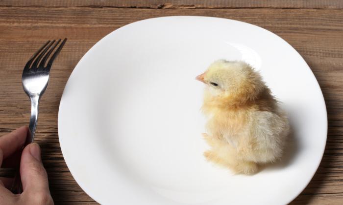 Hoe oud is de kip op je bord? | KRO-NCRV