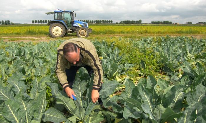 Koolraap in Oude Tonge