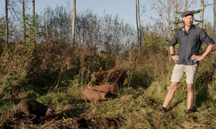 Maurits varkens in Terwolde