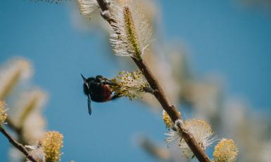 Hommel