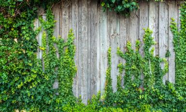 12 straten groen - 4x groenblijvende klimplanten voor het najaar