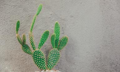 groene cactus tegen een grijze muur