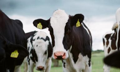 Keuringsdienst van waarde - natuurvlees
