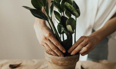 Twee handen in een plantenpot