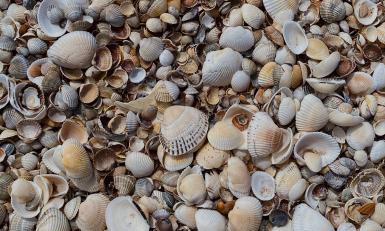 Schelpen