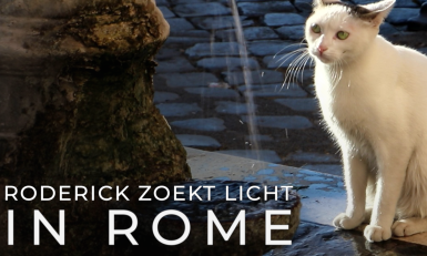 RZL in Rome - katten