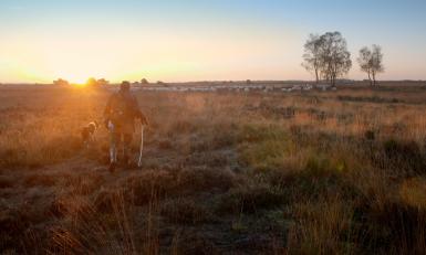 Wolvenland, op de hei met een man en een wolf, opgaande zon