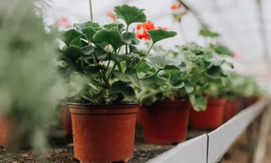 Keuringsdienst van waarde - plantenpaspoort