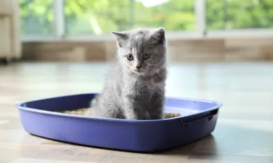 Kitten op kattenbak - Keuringsdienst van waarde