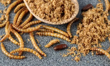 Spraakmaker insecten in pasta of chocola