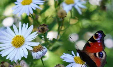 Kleurrijke bloementuin in Nijmegen