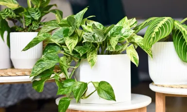 Pothos