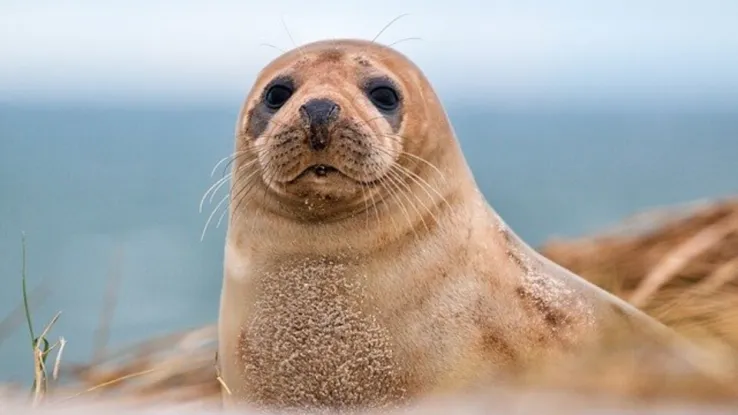 Grijze zeehond Grijze zeehond
