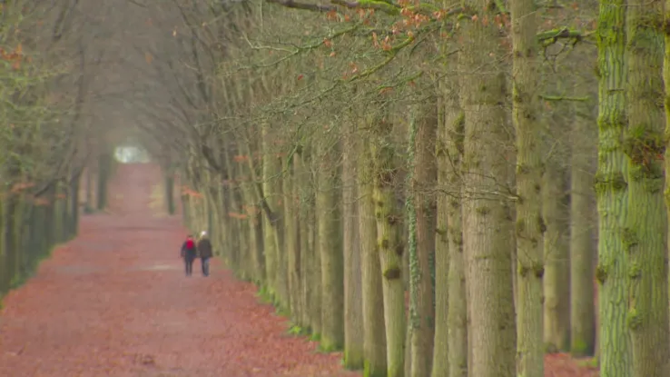 Rijsterbos