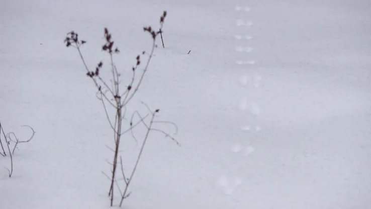 Sporen in de sneeuw Sporen in de sneeuw