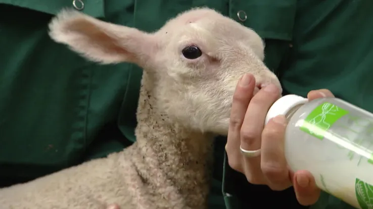 Lammetjes in Voorschoten Lammetjes in Voorschoten