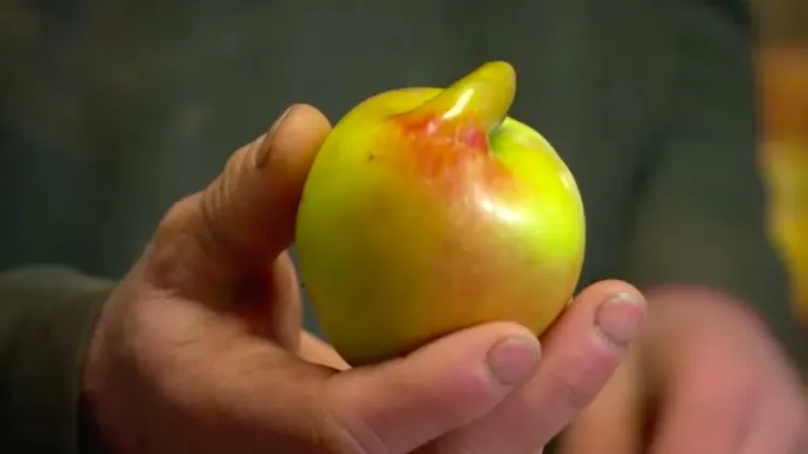 Appel Appel