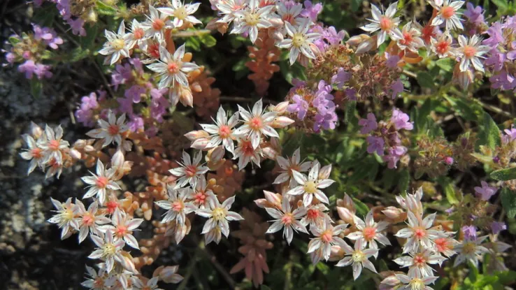 Sedum Sedum