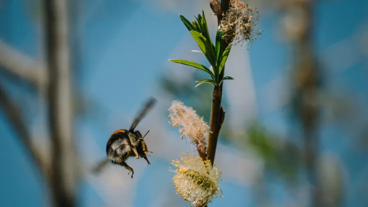 Hommel Hommels en wilgen