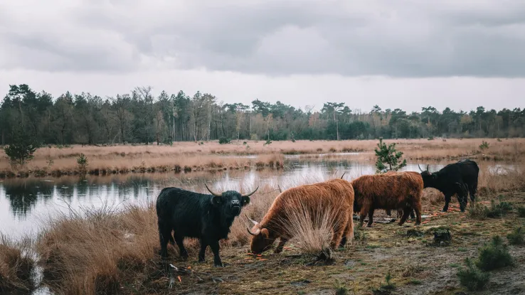 Hooglanders Hooglanders