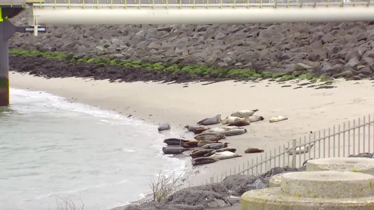 Zeehondjes Zeehondjes