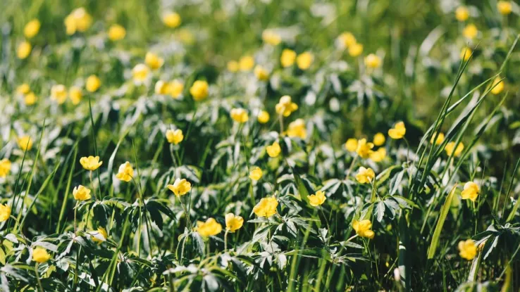 Flora Flora