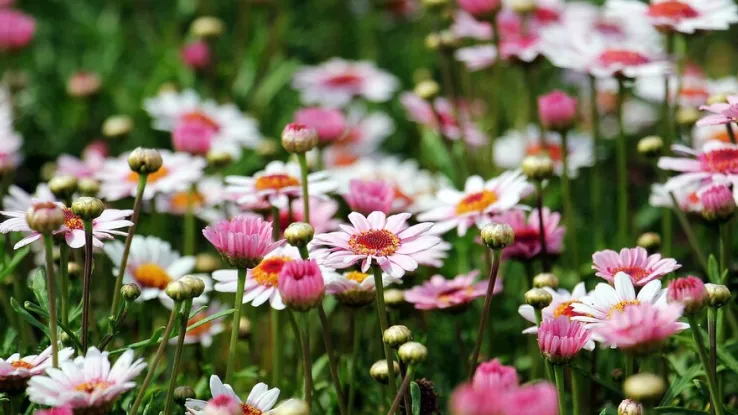 Bloemen Bloemen
