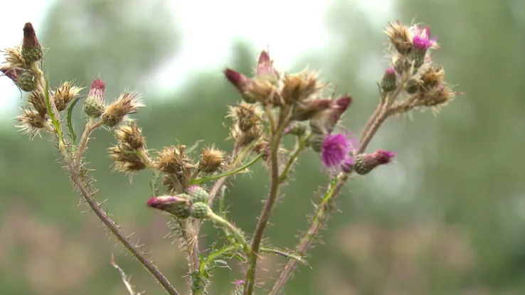 Natuurgebied Klarenbeek bij Amsterdam Natuurgebied Klarenbeek bij Amsterdam