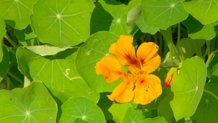 De ecotuinderij in Valkenswaard