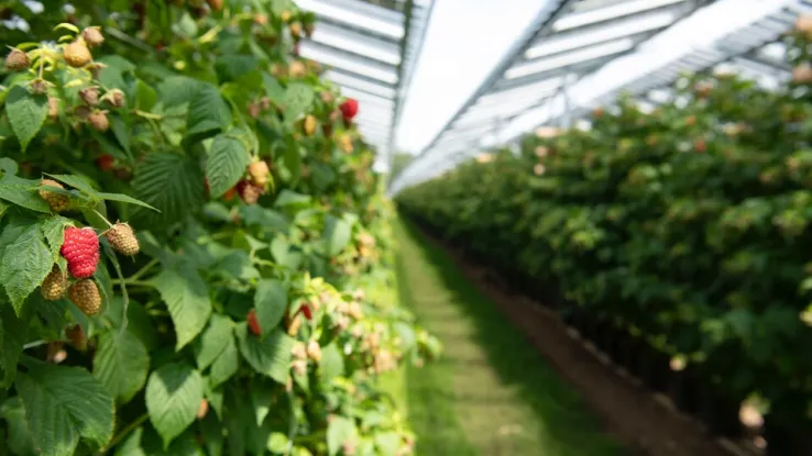 Culinair expert Alain Caron krijgt in Babberich een kijkje in de toekomst. Hier teelt Piet Albers frambozen onder zonnepanelen. Frambozen onder zonnepanelen