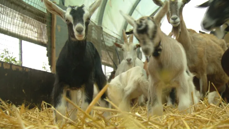 Geitenkaas en bokjesvlees in Groningen Geitenkaas en bokjesvlees in Groningen