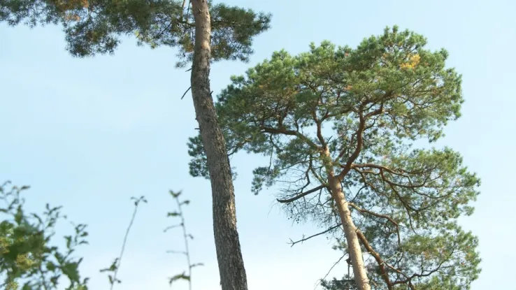 Tegen het Brabantse dorp Oisterwijk aan liggen de Oisterwijkse bossen en vennen. Boswachter Irma de Potter neemt ons mee naar dit unieke natuurgebied met tientallen vennen. De Oisterwijkse bossen en vennen