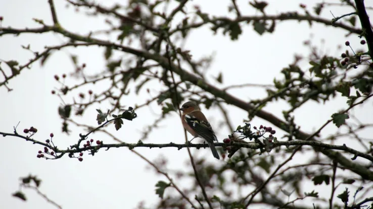 Het najaar is een mooie tijd voor vogelaars: de vogeltrek begint. Vogelaar en ecoloog Camilla Dreef bekijkt de vogeltrek in de Zuid-Hollandse duinen, want trekvogels houden van dat stukje Nederland. Camilla laat zien waarom dat zo is. Vogeltrek in Wassenaar