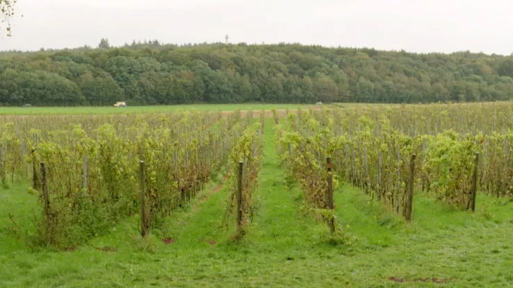 Culinair expert Alain Caron en sommelier Margot Los zijn in Groesbeek bij de biologische wijngaard van Adam Dijkstra. Op de zuidelijke hellingen gedijen de wijnranken goed op de rijke lössgrond. Tussen de ranken groeien kruidenmengsels, die de bodem voeden én biodiversiteit in de gaard brengen. Alain en Margot op bezoek bij een biologische wijngaard in Groesbeek